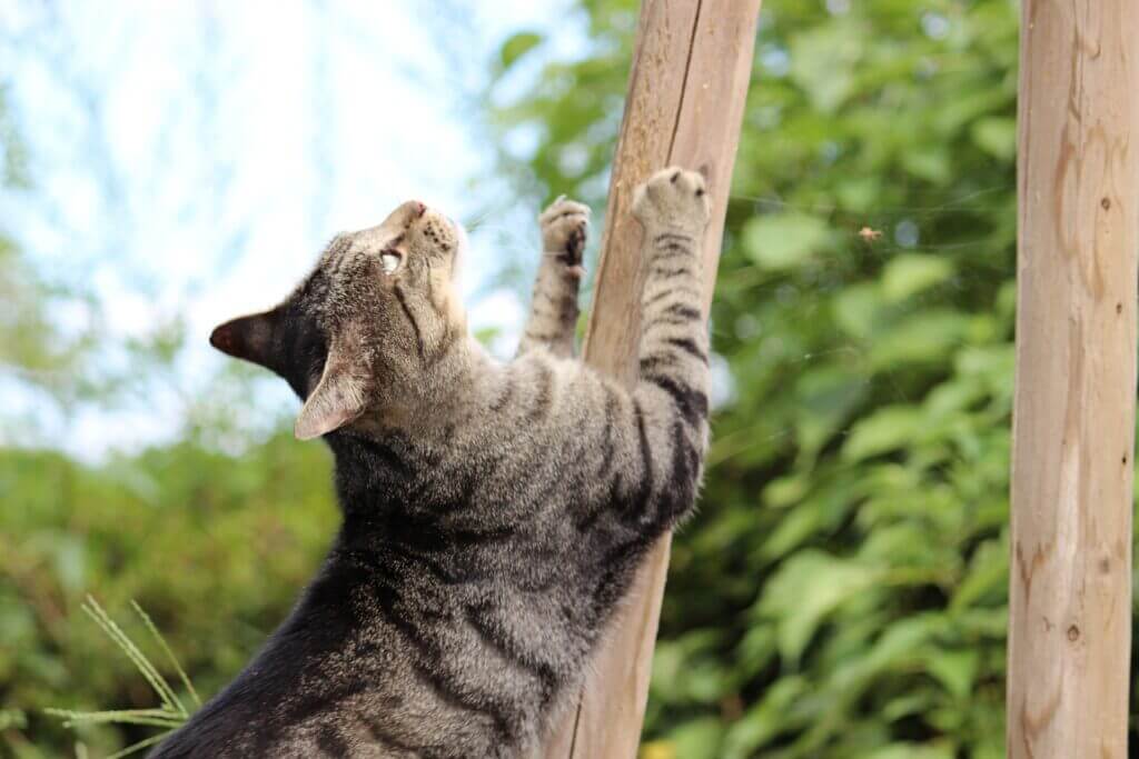 網戸での猫による爪研ぎ防止をしたい！対策となるおすすめの網戸