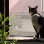 猫がいて夏なのに網戸が開けられない！イタズラや脱走防止策